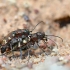 Northern dune tiger beetle - Cicindela hybrida | Fotografijos autorius : Arūnas Eismantas | © Macronature.eu | Macro photography web site