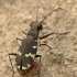 Northern dune tiger beetle - Cicindela hybrida | Fotografijos autorius : Lukas Jonaitis | © Macronature.eu | Macro photography web site