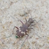 Northern dune tiger beetle - Cicindela hybrida | Fotografijos autorius : Romas Ferenca | © Macronature.eu | Macro photography web site