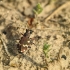 Northern dune tiger beetle - Cicindela hybrida | Fotografijos autorius : Vidas Brazauskas | © Macronature.eu | Macro photography web site