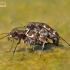 Northern dune tiger beetle - Cicindela hybrida | Fotografijos autorius : Lukas Jonaitis | © Macronature.eu | Macro photography web site