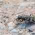 Northern dune tiger beetle | Fotografijos autorius : Darius Baužys | © Macronature.eu | Macro photography web site