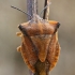 Northern fruit bug - Carpocoris fuscispinus  | Fotografijos autorius : Gintautas Steiblys | © Macronature.eu | Macro photography web site