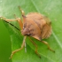 Northern fruit bug - Carpocoris fuscispinus | Fotografijos autorius : Vidas Brazauskas | © Macronature.eu | Macro photography web site