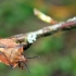Northern fruit bug - Carpocoris fuscispinus | Fotografijos autorius : Žygimantas Obelevičius | © Macronature.eu | Macro photography web site