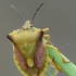 Northern fruit bug - Carpocoris fuscispinus | Fotografijos autorius : Darius Baužys | © Macronature.eu | Macro photography web site