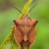 Northern fruit bug - Carpocoris fuscispinus | Fotografijos autorius : Žilvinas Pūtys | © Macronature.eu | Macro photography web site