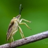 Northern fruit bug | Fotografijos autorius : Darius Baužys | © Macronature.eu | Macro photography web site