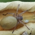 Northern yellow sac spider - Cheiracanthium mildei | Fotografijos autorius : Gintautas Steiblys | © Macronature.eu | Macro photography web site