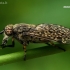 Notch-horned cleg - Haematopota pluvialis  | Fotografijos autorius : Gintautas Steiblys | © Macronature.eu | Macro photography web site