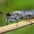 Paprastasis žabalis - Haematopota pluvialis | Fotografijos autorius : Oskaras Venckus | © Macronature.eu | Macro photography web site
