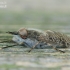 Paprastasis žabalis - Haematopota pluvialis | Fotografijos autorius : Arūnas Eismantas | © Macronature.eu | Macro photography web site