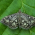 Notrinė flyktenija - Anania stachydalis | Fotografijos autorius : Gintautas Steiblys | © Macrogamta.lt | Šis tinklapis priklauso bendruomenei kuri domisi makro fotografija ir fotografuoja gyvąjį makro pasaulį.