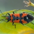 Nuostabioji dirvablakė - Lygaeus equestris | Fotografijos autorius : Žilvinas Pūtys | © Macrogamta.lt | Šis tinklapis priklauso bendruomenei kuri domisi makro fotografija ir fotografuoja gyvąjį makro pasaulį.