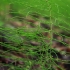 Ožkabarzdis asiūklis - Equisetum pratense | Fotografijos autorius : Gintautas Steiblys | © Macrogamta.lt | Šis tinklapis priklauso bendruomenei kuri domisi makro fotografija ir fotografuoja gyvąjį makro pasaulį.