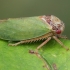 Oak leafhopper - Iassus lanio | Fotografijos autorius : Gintautas Steiblys | © Macronature.eu | Macro photography web site
