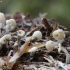 Oak pin - Cudoniella acicularis | Fotografijos autorius : Vytautas Gluoksnis | © Macronature.eu | Macro photography web site