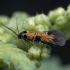 Oak-Bark Mulch Moth - Schiffermuelleria schaefferella | Fotografijos autorius : Žilvinas Pūtys | © Macronature.eu | Macro photography web site