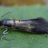 Oak-Bark Mulch Moth - Schiffermuelleria schaefferella | Fotografijos autorius : Žilvinas Pūtys | © Macronature.eu | Macro photography web site