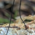 Horsehair fungus - Gymnopus androsaceus | Fotografijos autorius : Gintautas Steiblys | © Macrogamta.lt | Šis tinklapis priklauso bendruomenei kuri domisi makro fotografija ir fotografuoja gyvąjį makro pasaulį.