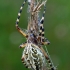 Oakleaf orbweaver - Aculepeira ceropegia  | Fotografijos autorius : Gintautas Steiblys | © Macronature.eu | Macro photography web site