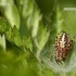 Oakleaf orbweaver - Aculepeira ceropegia | Fotografijos autorius : Alma Totorytė | © Macronature.eu | Macro photography web site