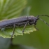 Obelinis žagarinukas - Stenostola ferrea | Fotografijos autorius : Žilvinas Pūtys | © Macrogamta.lt | Šis tinklapis priklauso bendruomenei kuri domisi makro fotografija ir fotografuoja gyvąjį makro pasaulį.