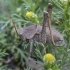 Ocellated tonged bush-cricket - Drymadusa dorsalis ♂, nymph | Fotografijos autorius : Žilvinas Pūtys | © Macronature.eu | Macro photography web site