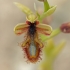 Ofris - Ophrys speculum ssp. regis-ferdinandii | Fotografijos autorius : Gintautas Steiblys | © Macrogamta.lt | Šis tinklapis priklauso bendruomenei kuri domisi makro fotografija ir fotografuoja gyvąjį makro pasaulį.