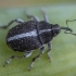 Onion Weevil - Oprohinus suturalis | Fotografijos autorius : Žilvinas Pūtys | © Macronature.eu | Macro photography web site