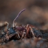 Ophiocordyceps sp. | Fotografijos autorius : Eglė Vičiuvienė | © Macronature.eu | Macro photography web site