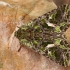 Orache moth - Trachea atriplicis  | Fotografijos autorius : Gintautas Steiblys | © Macronature.eu | Macro photography web site