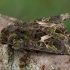 Orache moth - Trachea atriplicis | Fotografijos autorius : Žilvinas Pūtys | © Macronature.eu | Macro photography web site