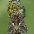 Orache moth - Trachea atriplicis | Fotografijos autorius : Vidas Brazauskas | © Macronature.eu | Macro photography web site