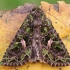 Orache moth - Trachea atriplicis | Fotografijos autorius : Gintautas Steiblys | © Macronature.eu | Macro photography web site