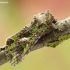 Orache moth - Trachea atriplicis | Fotografijos autorius : Aivaras Markauskas | © Macronature.eu | Macro photography web site