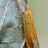 Oranžinė latronimfa - Lathronympha strigana | Fotografijos autorius : Arūnas Eismantas | © Macrogamta.lt | Šis tinklapis priklauso bendruomenei kuri domisi makro fotografija ir fotografuoja gyvąjį makro pasaulį.