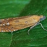 Oranžinė latronimfa - Lathronympha strigana | Fotografijos autorius : Žilvinas Pūtys | © Macrogamta.lt | Šis tinklapis priklauso bendruomenei kuri domisi makro fotografija ir fotografuoja gyvąjį makro pasaulį.