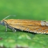 Oranžinė latronimfa - Lathronympha strigana | Fotografijos autorius : Gintautas Steiblys | © Macrogamta.lt | Šis tinklapis priklauso bendruomenei kuri domisi makro fotografija ir fotografuoja gyvąjį makro pasaulį.