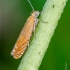 Oranžinė latronimfa | Lathronympha strigana | Fotografijos autorius : Darius Baužys | © Macrogamta.lt | Šis tinklapis priklauso bendruomenei kuri domisi makro fotografija ir fotografuoja gyvąjį makro pasaulį.