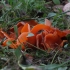 Orange Peel Fungus - Aleuria aurantia | Fotografijos autorius : Vytautas Gluoksnis | © Macronature.eu | Macro photography web site