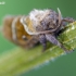 Gelsvasis šakniagraužis - Trioda sylvina | Fotografijos autorius : Darius Baužys | © Macronature.eu | Macro photography web site