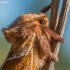 Orange Swift - Trioda sylvina | Fotografijos autorius : Oskaras Venckus | © Macronature.eu | Macro photography web site