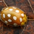 Orange ladybird - Halyzia sedecimguttata  | Fotografijos autorius : Gintautas Steiblys | © Macronature.eu | Macro photography web site