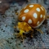 Orange ladybird - Halyzia sedecimguttata | Fotografijos autorius : Oskaras Venckus | © Macronature.eu | Macro photography web site