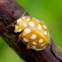Orange ladybird - Halyzia sedecimguttata | Fotografijos autorius : Romas Ferenca | © Macronature.eu | Macro photography web site