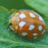 Orange ladybird - Halyzia sedecimguttata | Fotografijos autorius : Gintautas Steiblys | © Macronature.eu | Macro photography web site