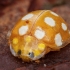 Orange ladybird - Halyzia sedecimguttata | Fotografijos autorius : Žilvinas Pūtys | © Macronature.eu | Macro photography web site