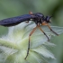 Plėšriamusė - Dioctria oelandica ♀ | Fotografijos autorius : Žilvinas Pūtys | © Macronature.eu | Macro photography web site