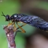 Orange-legged Robberfly - Dioctria oelandica | Fotografijos autorius : Romas Ferenca | © Macronature.eu | Macro photography web site